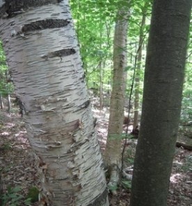 WITWIT-aug31.jpg thumbnail
