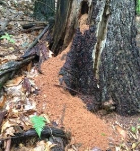 WITWIT-august21.jpg thumbnail