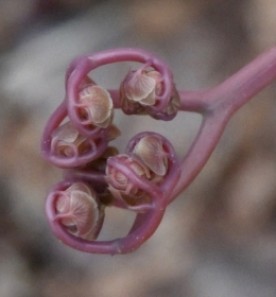 Mystery Unfolding thumbnail