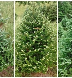 WITWIT-fir-mystery.jpg thumbnail