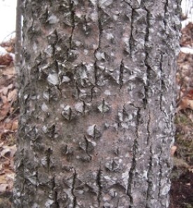 WITWIT-jan-18-19.jpg thumbnail
