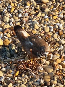 WITWIT-july6-18.jpg thumbnail