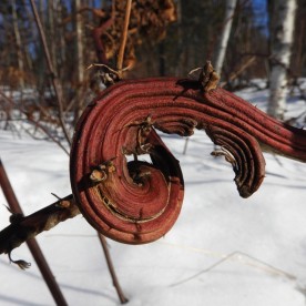 WITWIT-march15_2019.jpg thumbnail