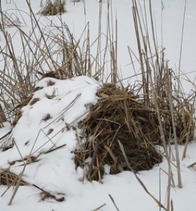 WITWIT-march31.jpg thumbnail