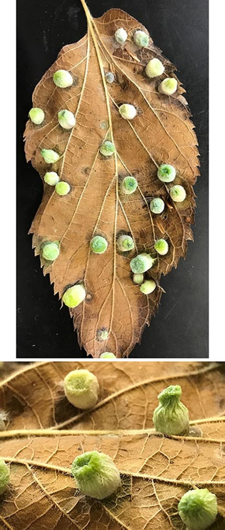 WITWIT-sept14.jpg Image