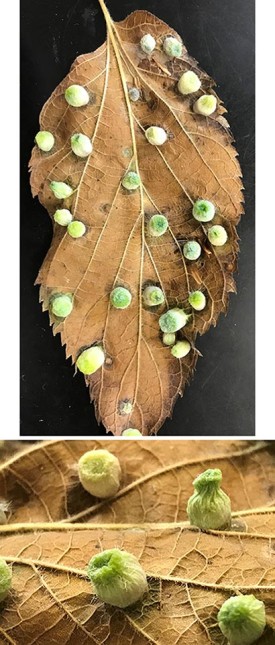 WITWIT-sept14.jpg thumbnail