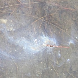 WITWIT-stick-boat.jpg thumbnail