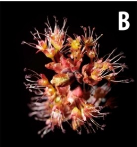 WITWIT-tree-flower-id-web.jpg thumbnail