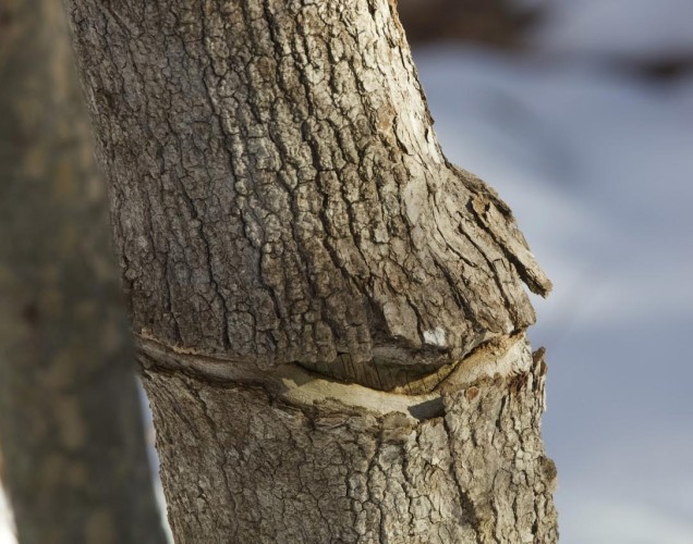 Cracked Maple Mystery Image