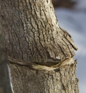 Cracked Maple Mystery thumbnail