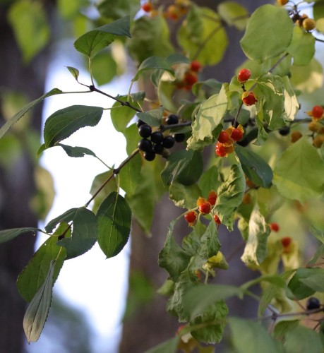 Berry mystery Image