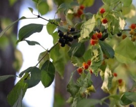 Berry mystery thumbnail