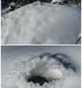 Baffled in the bog thumbnail