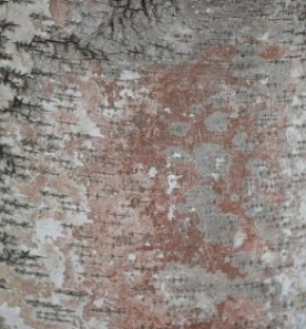 Blushing Birch thumbnail