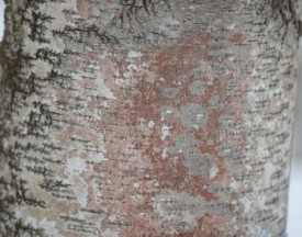 Blushing Birch thumbnail