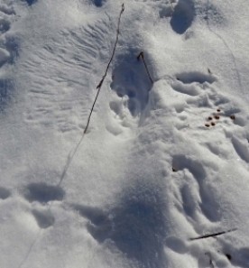 Tantalizing Tracks thumbnail