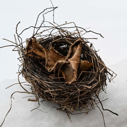 Mystery nest Image