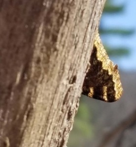Peek a boo thumbnail