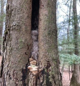 Hollow tree thumbnail