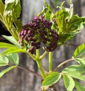 Mystery clump thumbnail