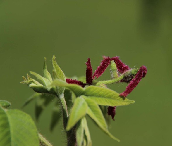 Furtive Flowers Image