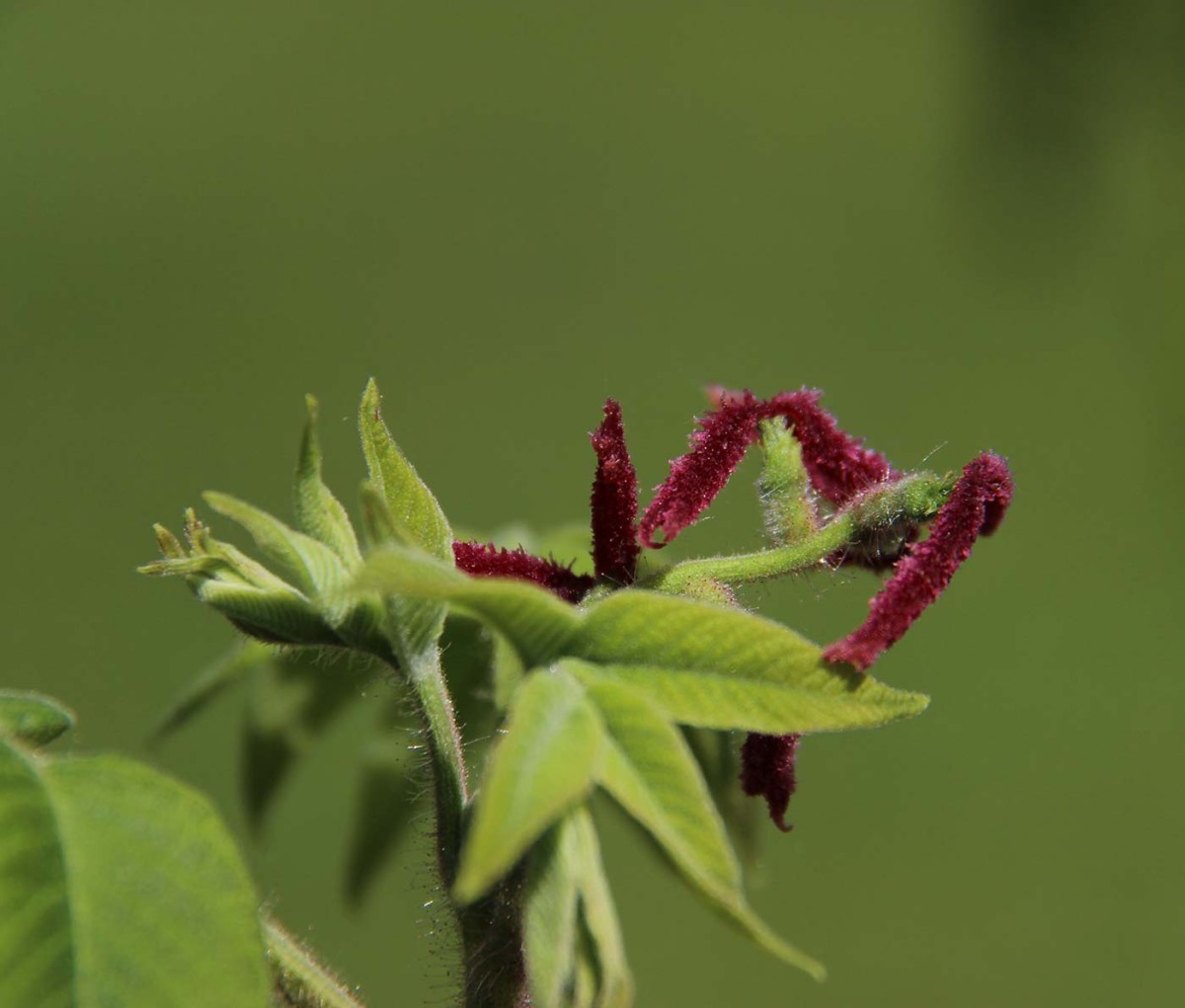 Furtive Flowers thumbnail