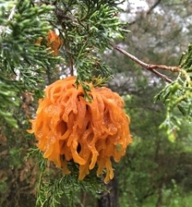 Squiggly mystery thumbnail