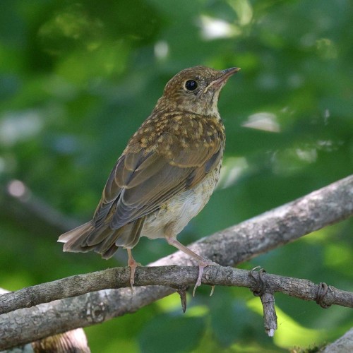 Mystery bird Image