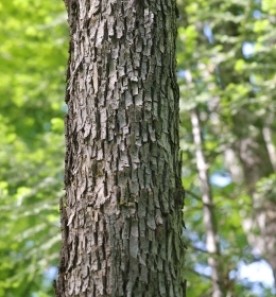 Mystery photo thumbnail