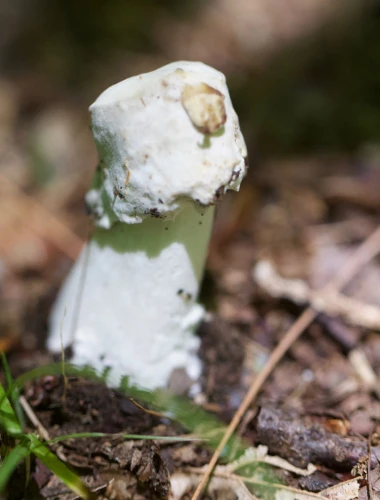 Odd Structure Image
