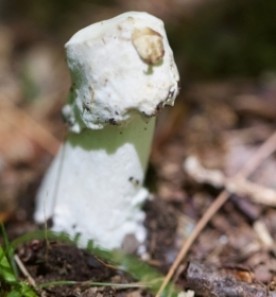 Odd Structure thumbnail