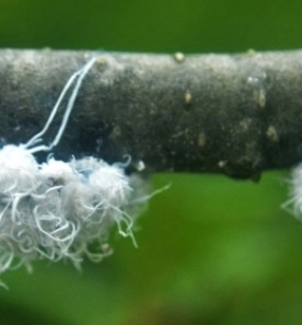 Fluffy stuff thumbnail