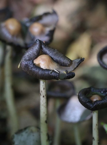 Name that fungi Image