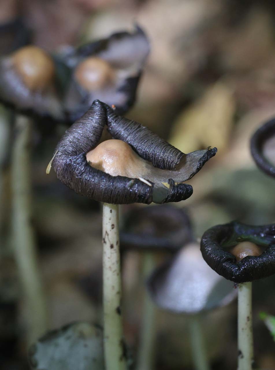 Name that fungi thumbnail