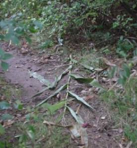 Mystery photo thumbnail