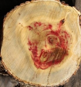 WITWIT_april_14.jpg thumbnail