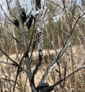 April 16 Mystery Photo thumbnail