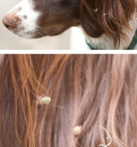 Burry Furry thumbnail