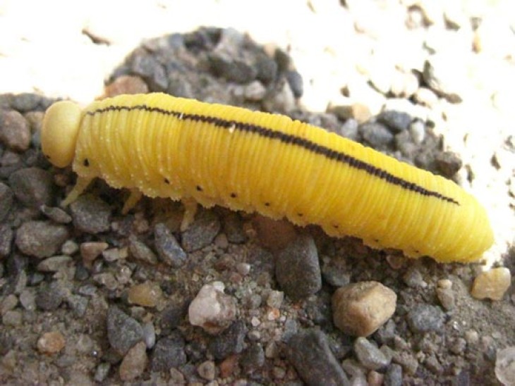 WITWIT_caterpillar_web.jpg Image
