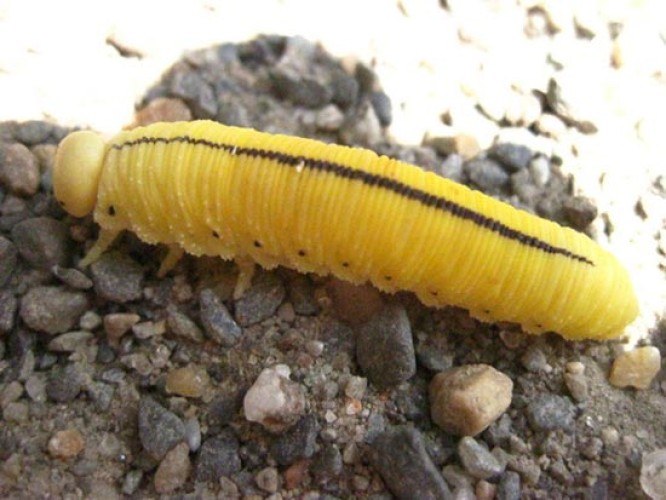 WITWIT_caterpillar_web.jpg Image