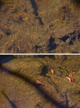 Witwit_Dana_Pics_Water.jpg thumbnail