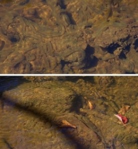 Witwit_Dana_Pics_Water.jpg thumbnail