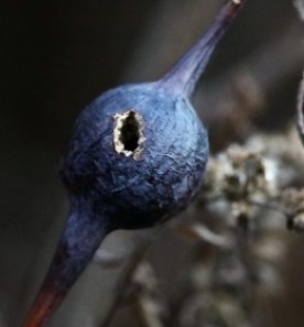 Mystery orb thumbnail