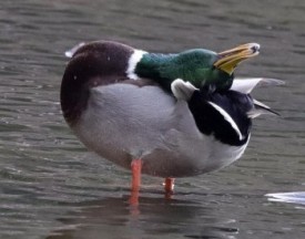 Ducky Dance thumbnail