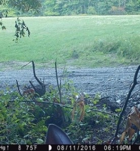 WITWIT_Game_Cam_Grabber.jpg thumbnail