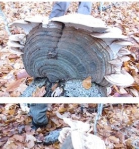 WITWIT_Jan6.jpg thumbnail