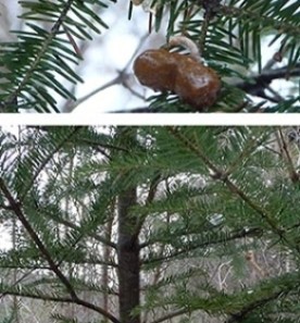 WITWIT_Jan_5_2018.jpg thumbnail