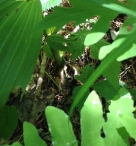 WITWIT_june10.jpg thumbnail