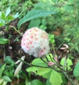 Fuzzy Growth thumbnail