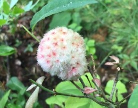 Fuzzy Growth thumbnail